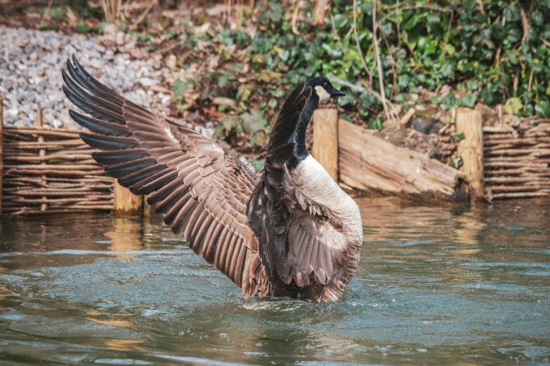 a brown duck in a body of water with its wings extended