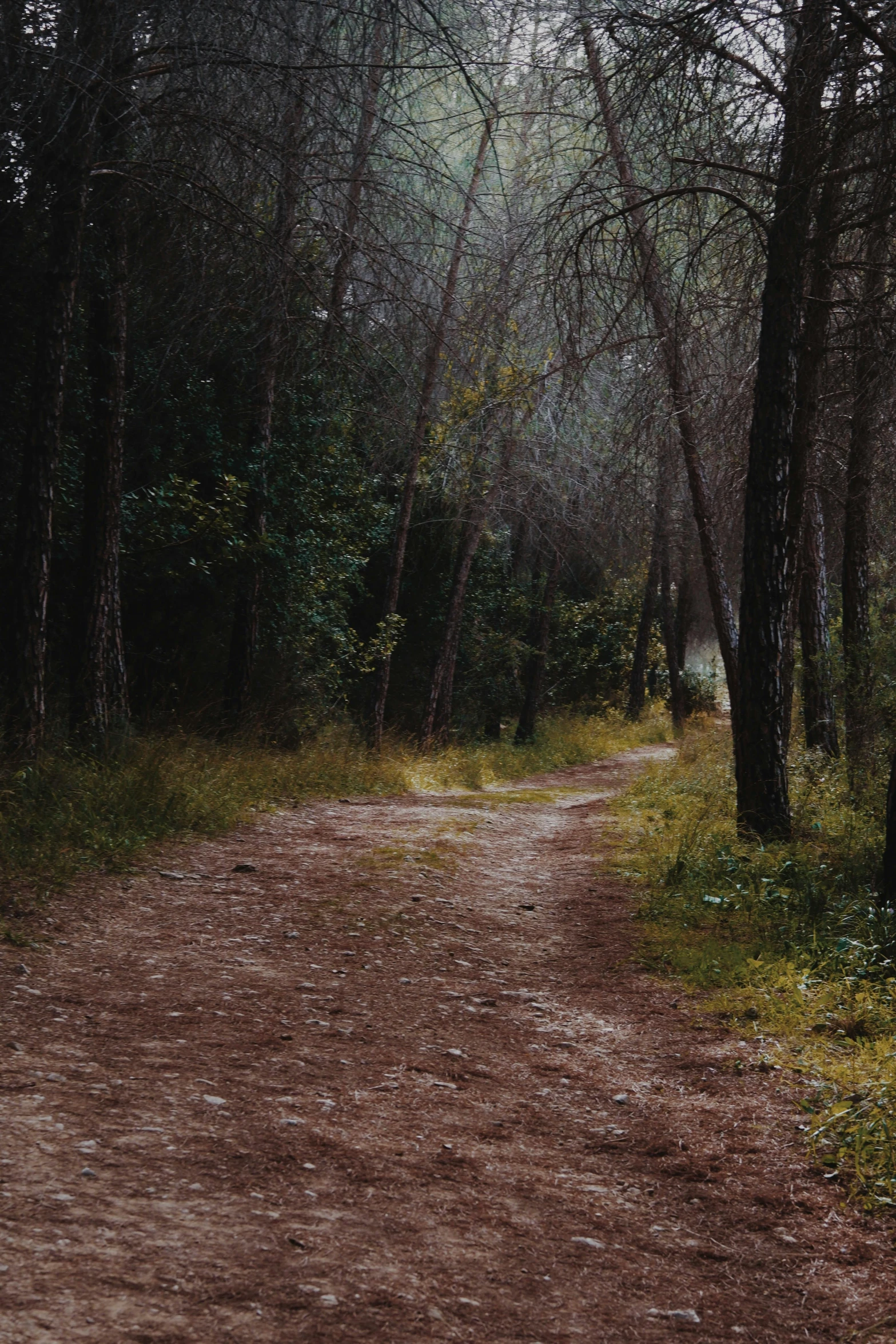 a dirt road through the woods with no cars