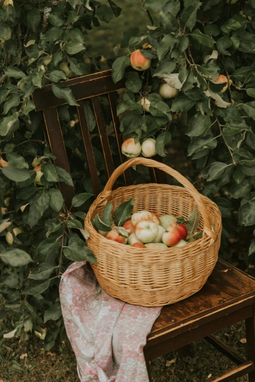 a large basket full of apples on a chair