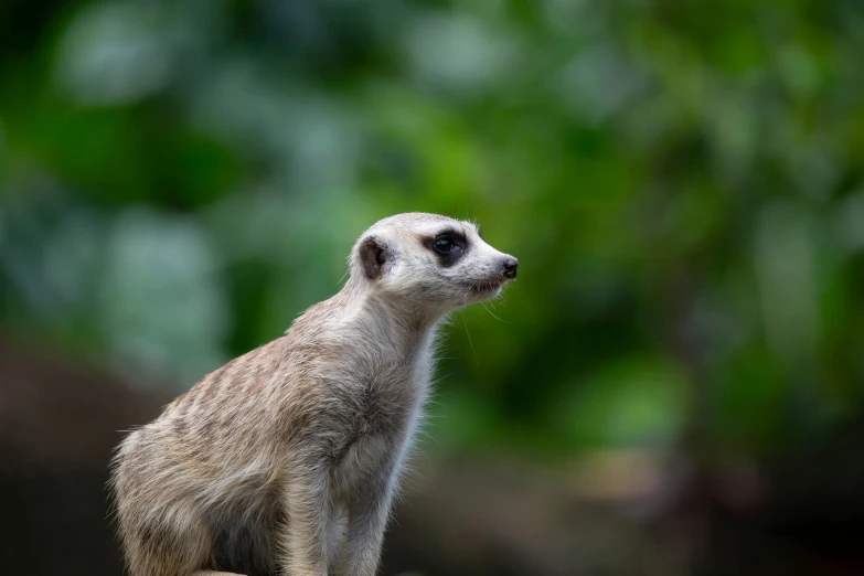 a small meerkat stands on a rock