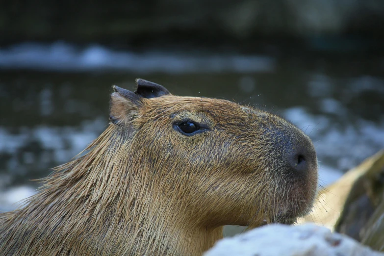 a capybara in the sun looking at soing