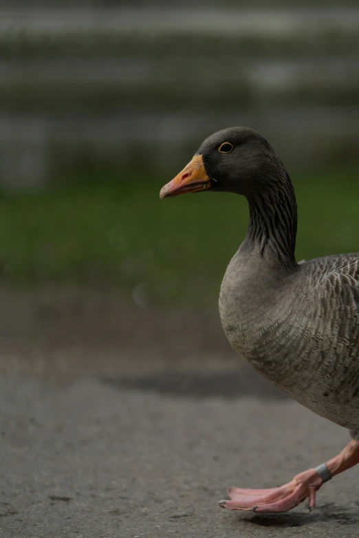 a duck standing on the ground with his foot up