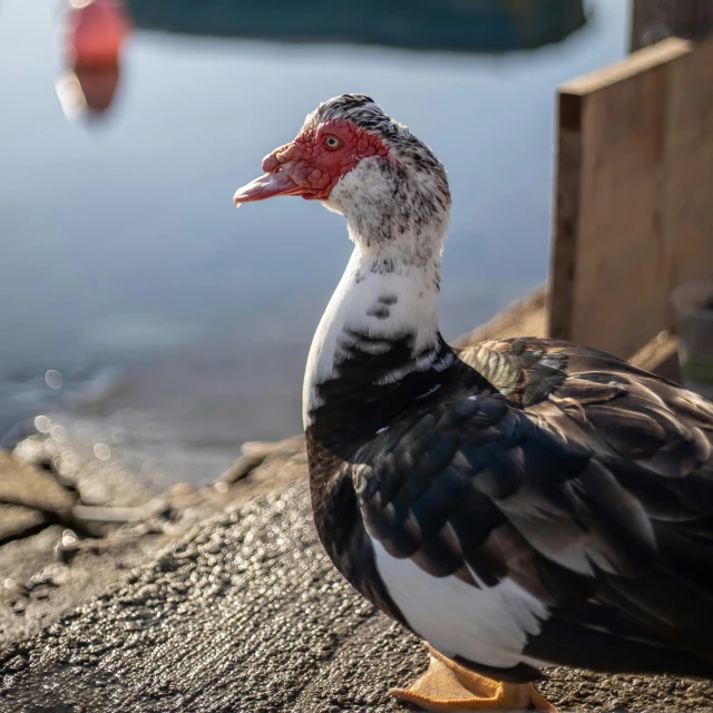 a large bird walking on the pavement near water