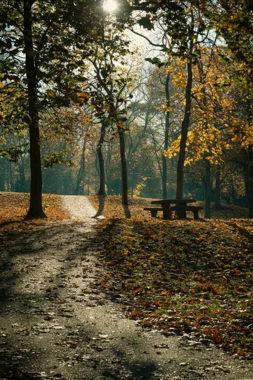 the sun shines brightly through trees and leaves