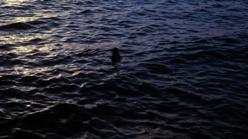 a bird standing in the middle of the ocean water