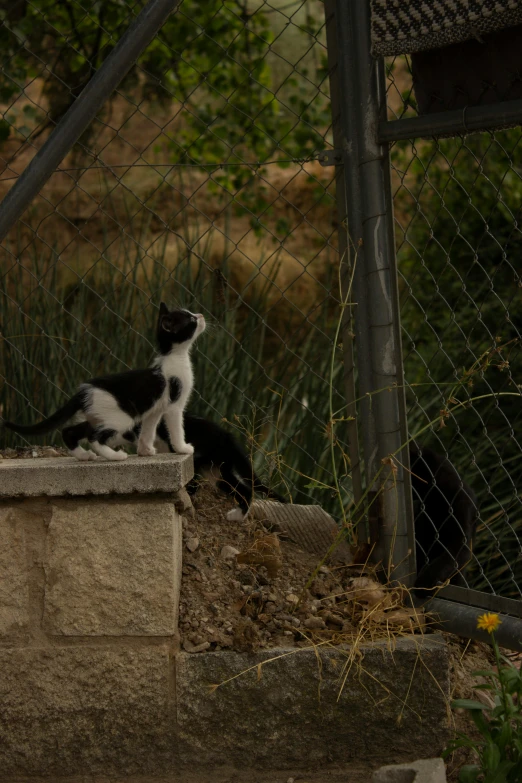 the cat is sitting outside near the fence