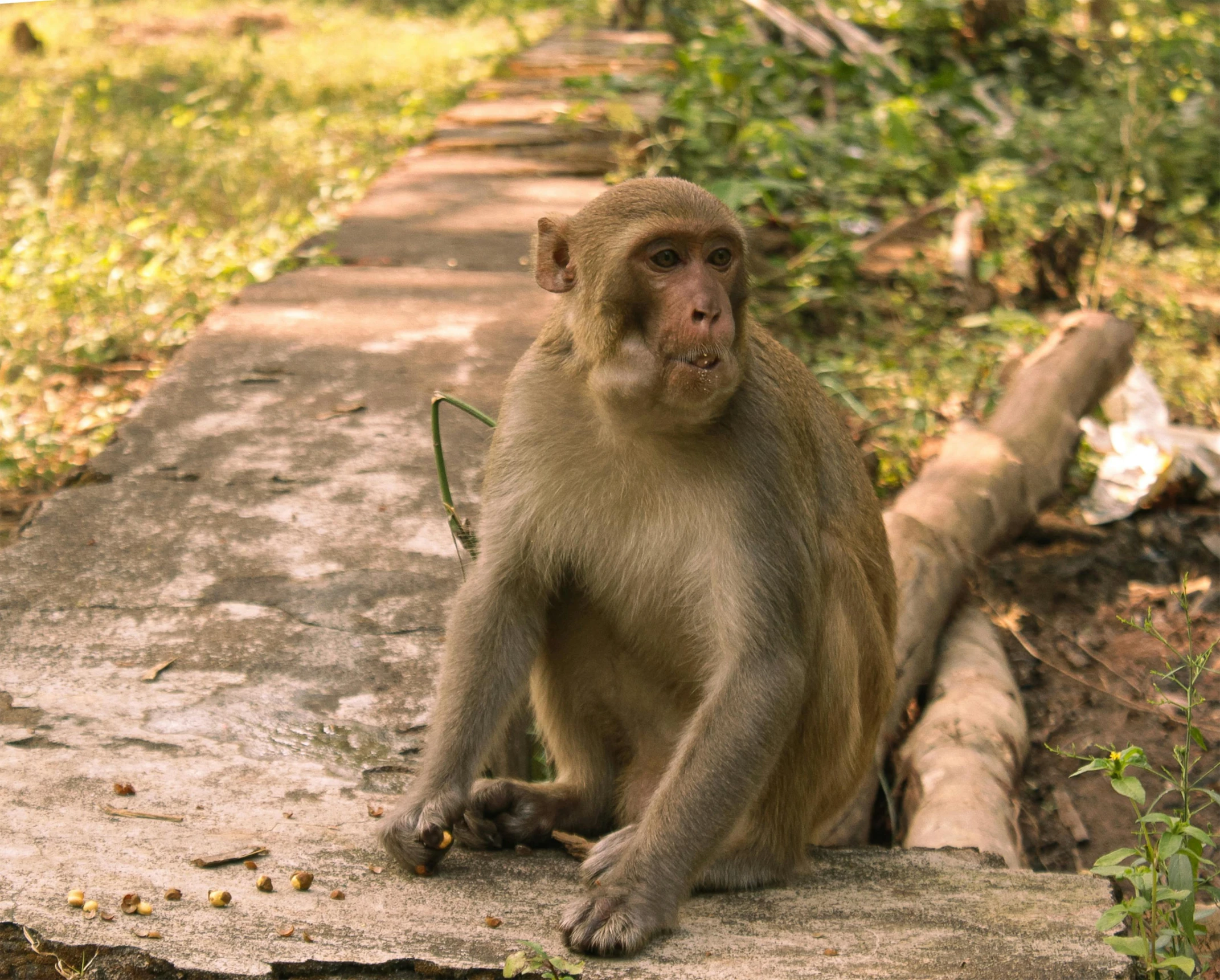 a close up of a monkey on the ground