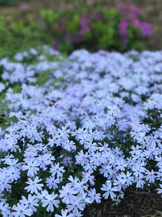 several purple flowers in the ground with grass and dirt