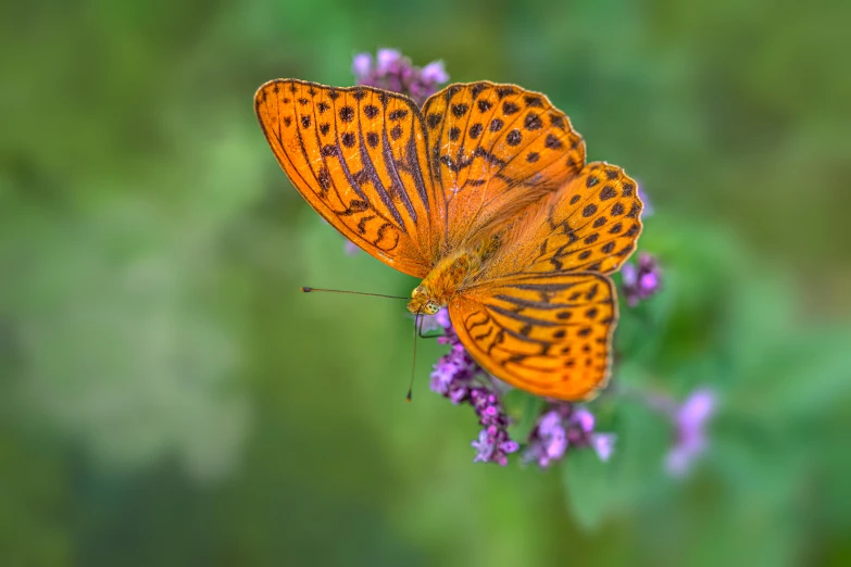 a pair of erflies perched on top of a purple flower