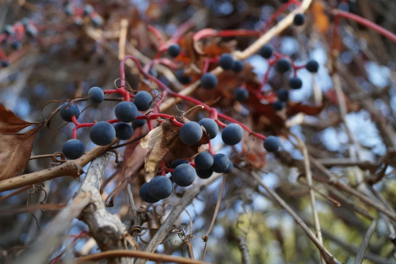 blue berries and leaves hang from an tree