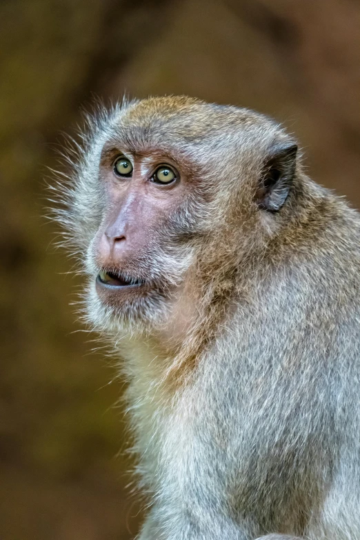 a monkey looking ahead while sitting on a tree