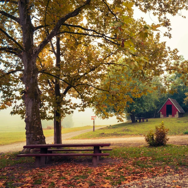 a bench in the middle of a field with trees in front of it