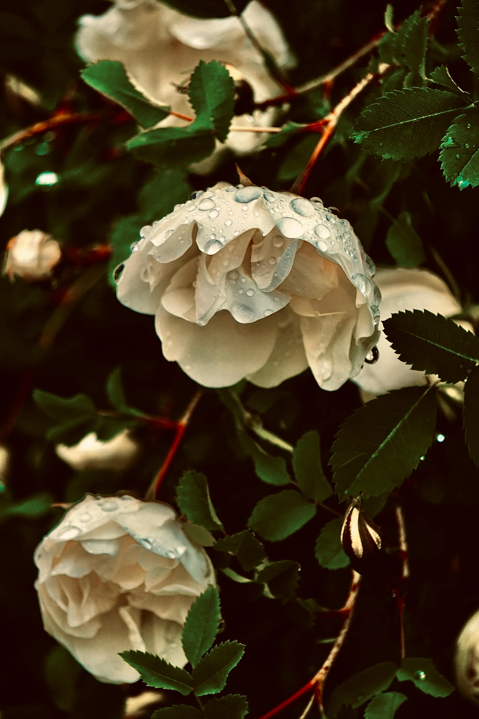 white roses on trees with rain droplets