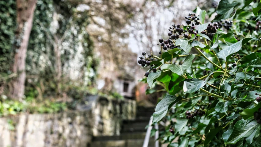 bush of fruit with leaves on them near a path