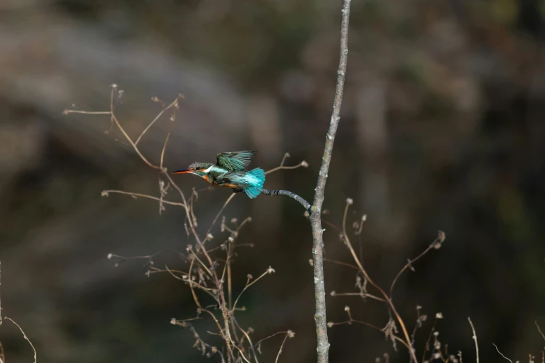 the bird is perched on the nch of a tree