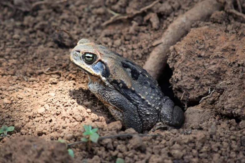 a toad that is crawling through some mud