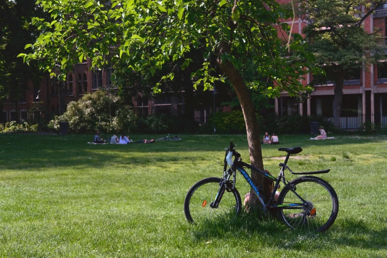 a bicycle rests against a tree in the grass