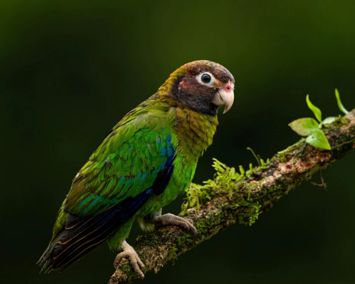 a green and blue bird on a nch with leaves