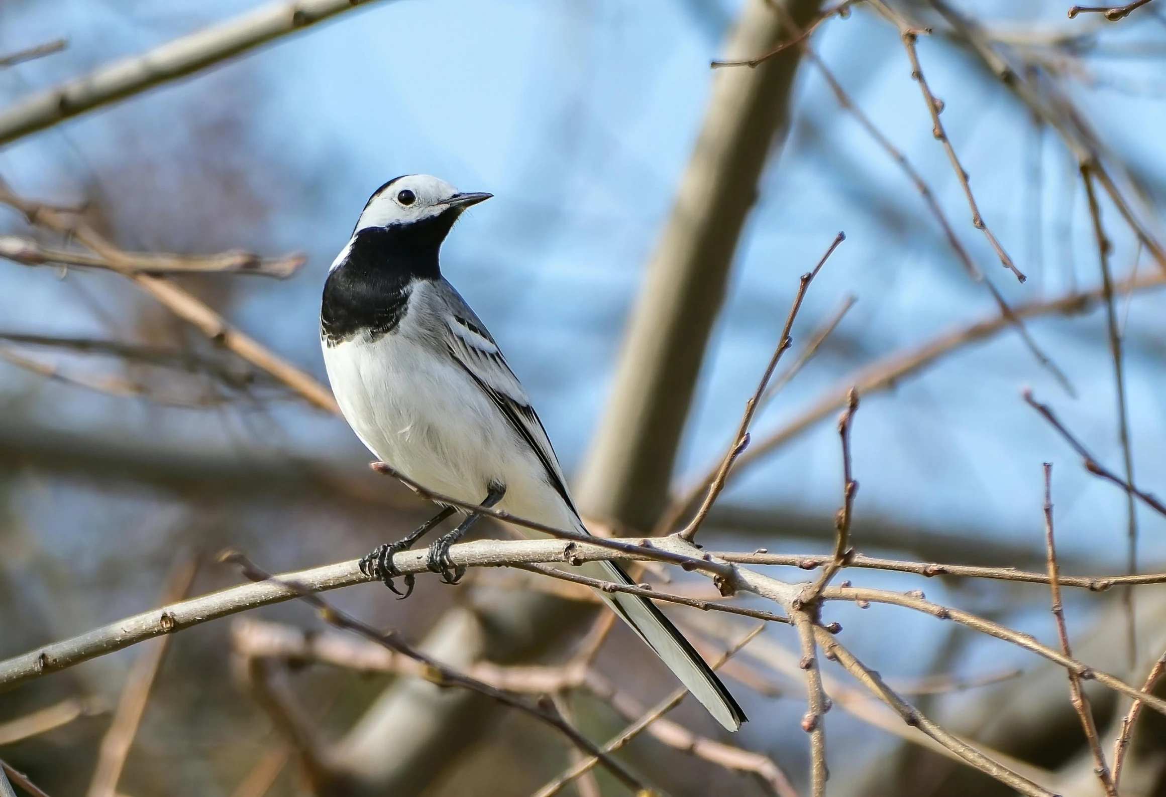 there is a small bird that is perched on the tree nch