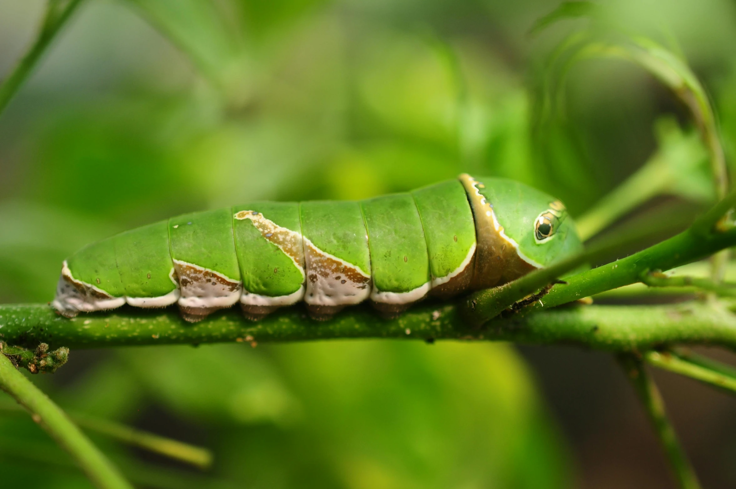 a close up of a green leaf with an insect on it