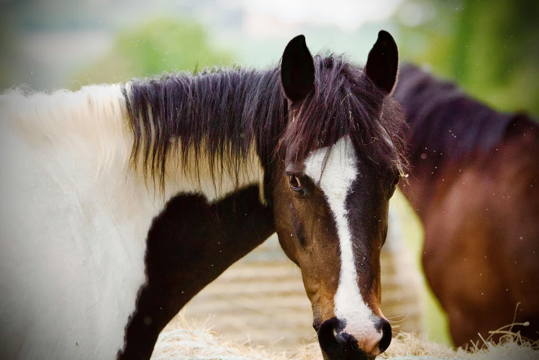 the horse is standing in the grass with the other horses