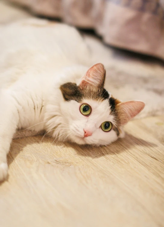 an image of a cat laying down on the floor