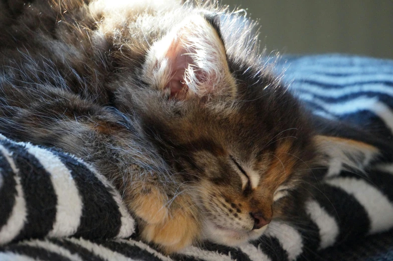 a close up of a cat laying on a blanket