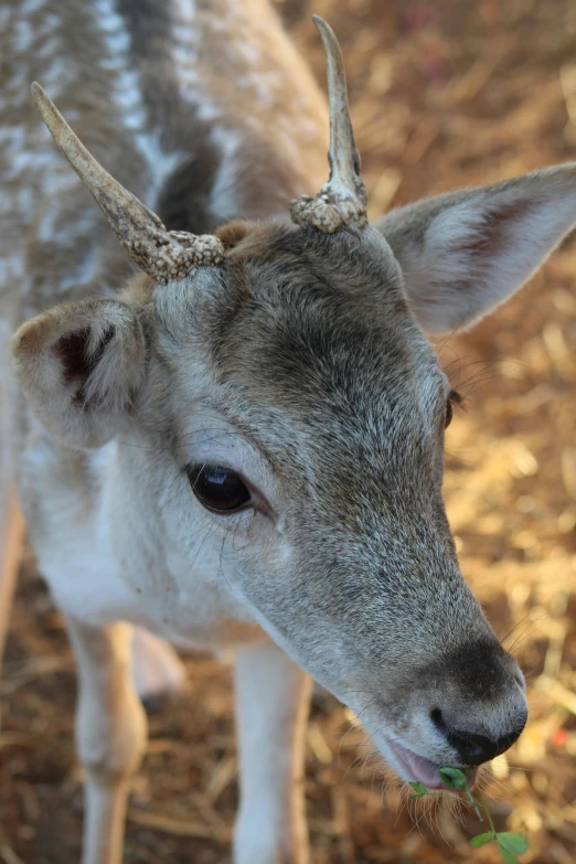 a young deer with horns grazing in the field