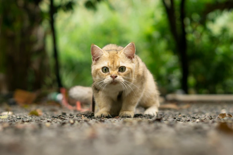 a small kitten walking on gravel with trees in the background
