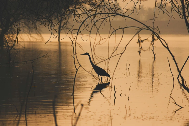 a large duck walking in the water at sunrise