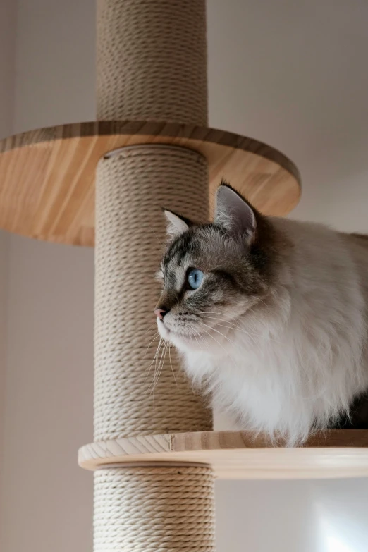 a white cat sitting on a scratching post