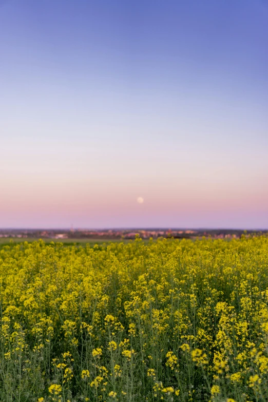 yellow flowers are blooming on a farm