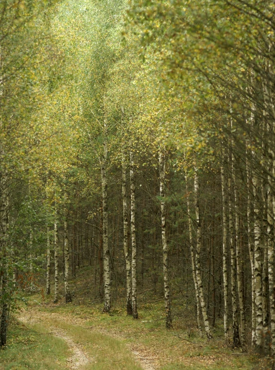 a trail running between a field and trees