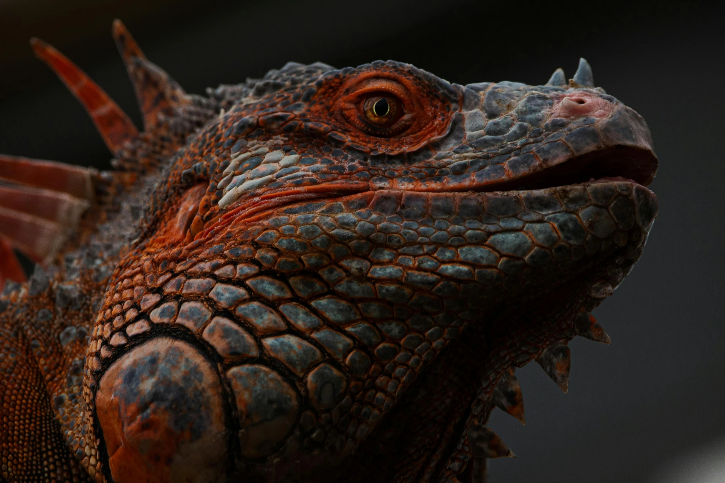 an iguana staring and smiling with a black background