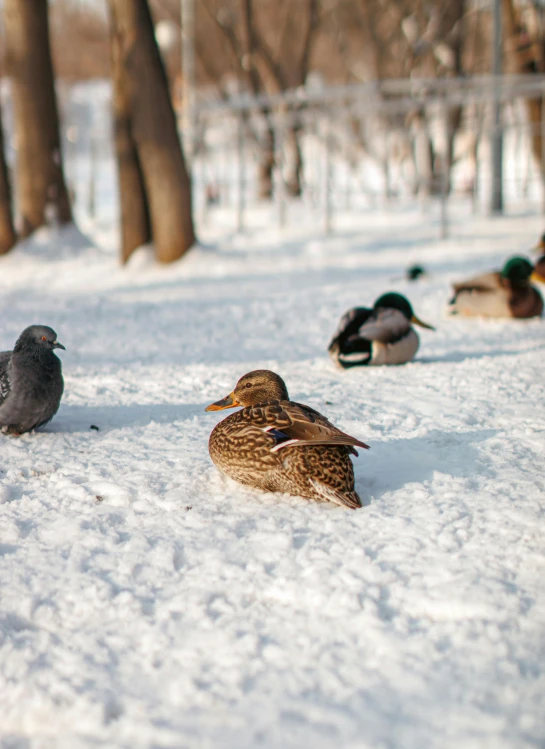 some ducks that are on some snow covered ground