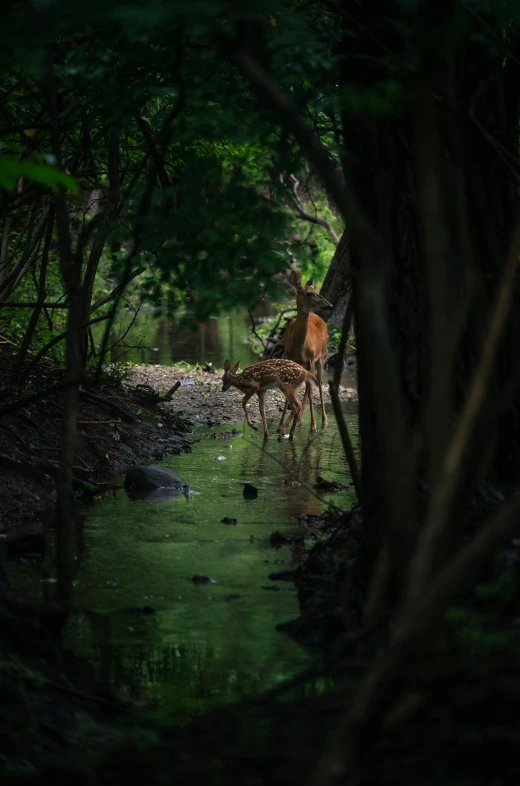 the giraffes are walking together through the water