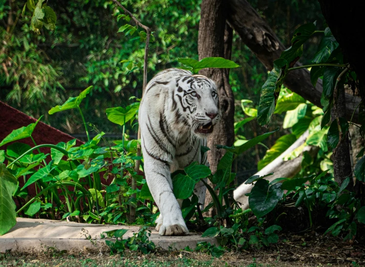 a white tiger walking through the jungle with trees behind him