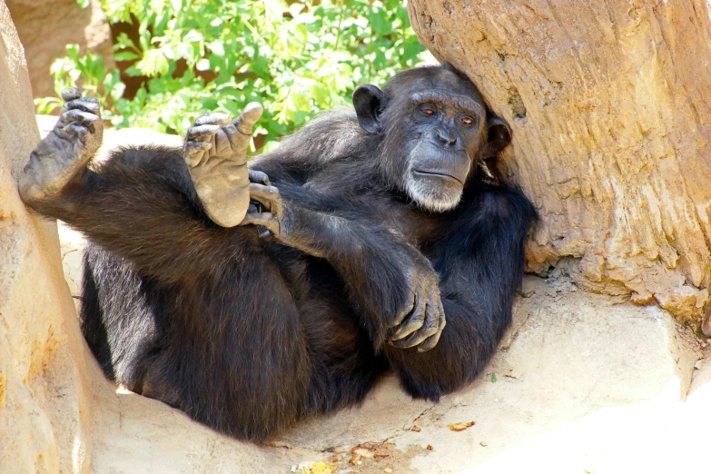 a monkey lying under a tree and looking down at the ground