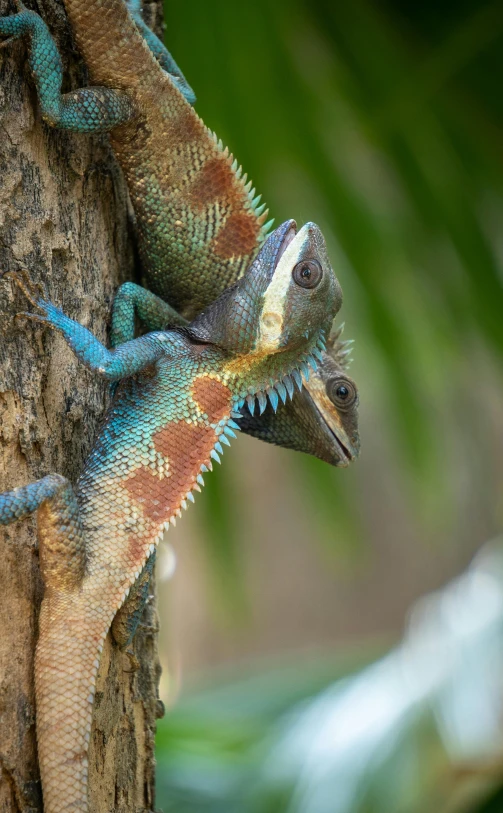 a colorful gecko climbs on a tree trunk