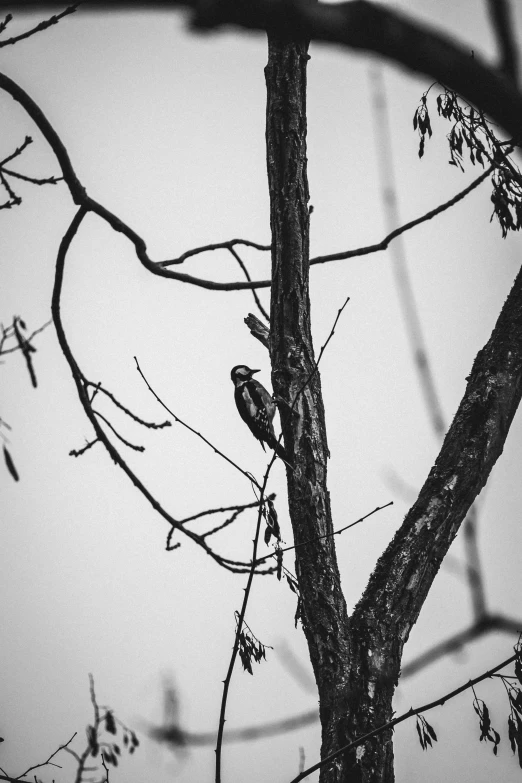 black and white pograph of a bird in the nches of a tree