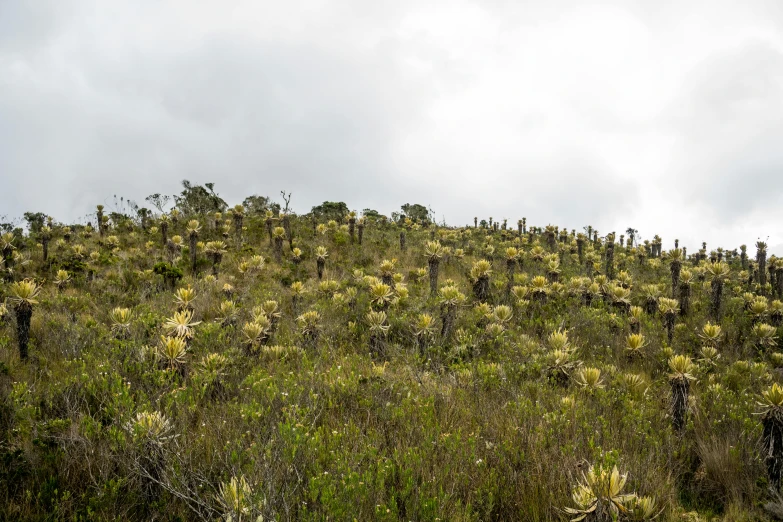 trees are growing on the side of a hill