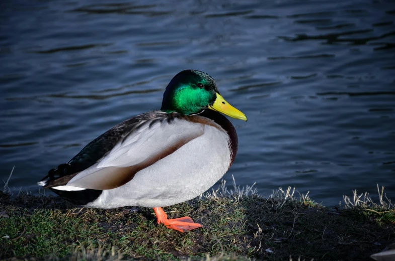 a mallard resting by the edge of a lake