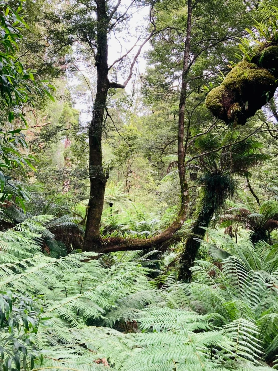 the ferns on the trees are green and the trees are tall