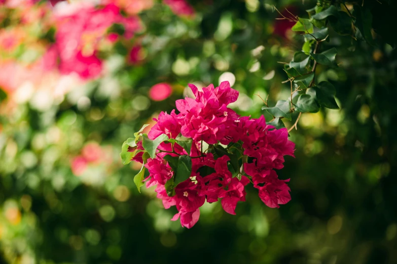 a bunch of pink flowers hanging from a nch