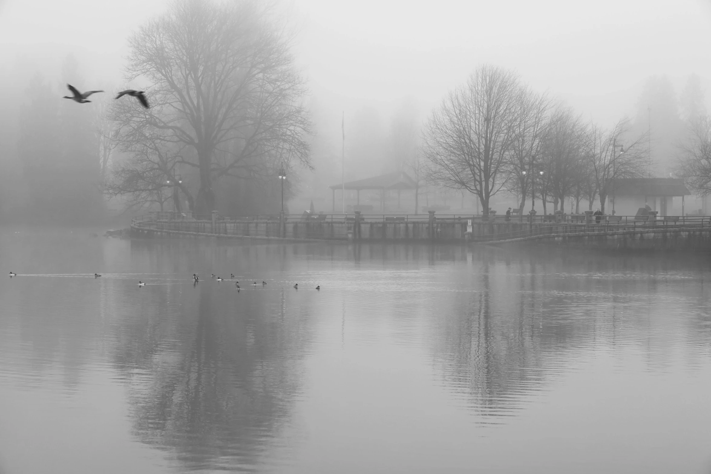 a pond in a park with geese on the water