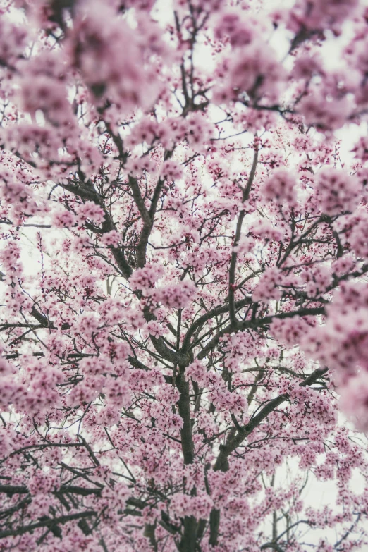 the large tree with many pink flowers is under the canopy of the tree