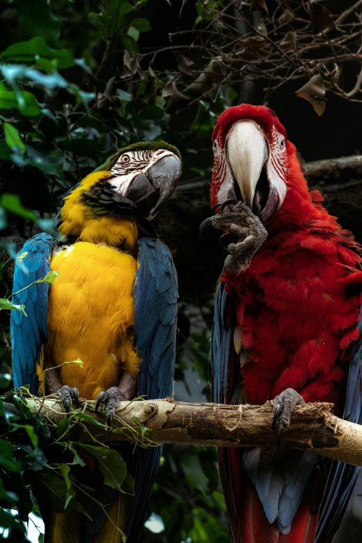 two parrots sitting on a tree nch in the woods