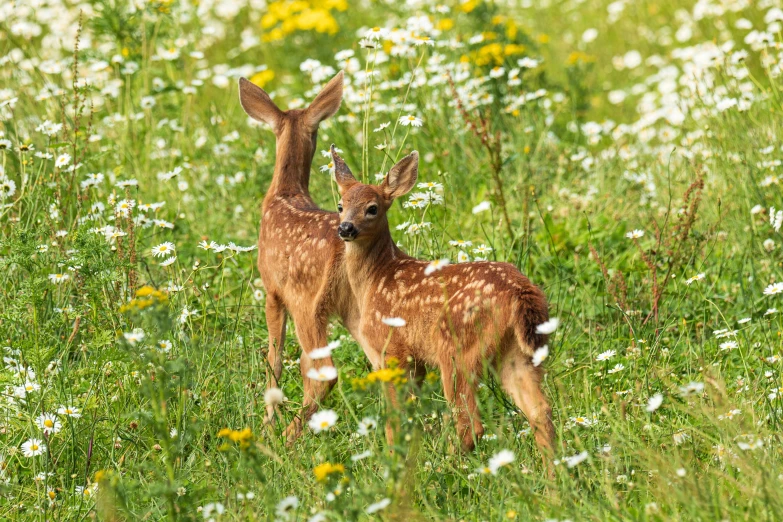 two small deer standing in the tall grass