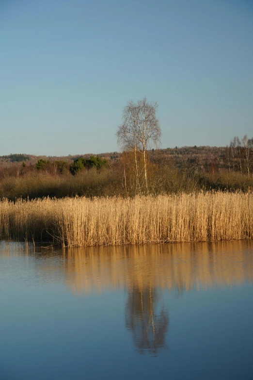 a lone tree sitting on the edge of a pond