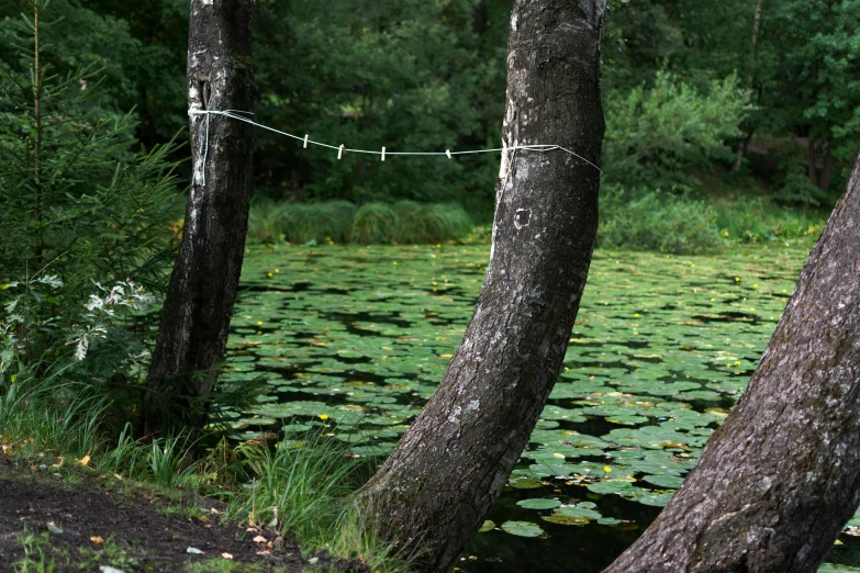 trees stand in the swampy water near some green plants